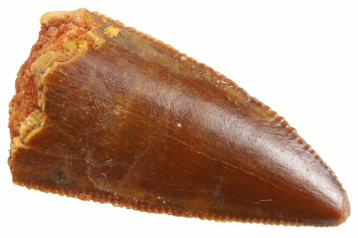 Serrated Raptor Tooth - Real Dinosaur Tooth #347058